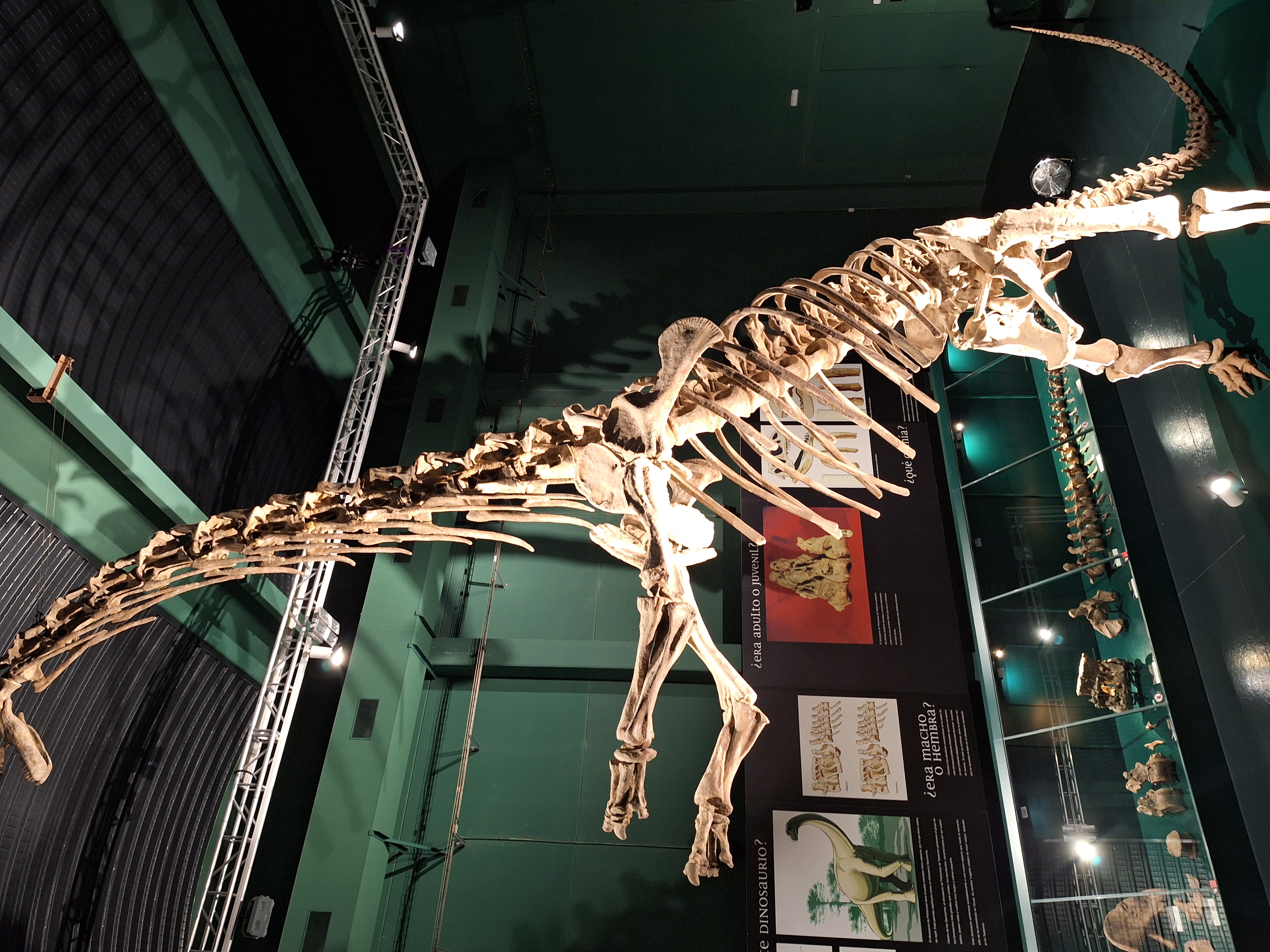 dino.png