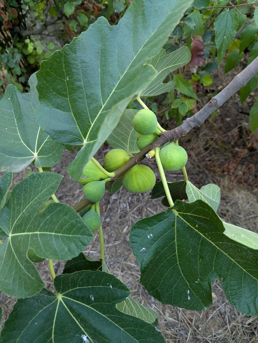Figues del camí dels horts