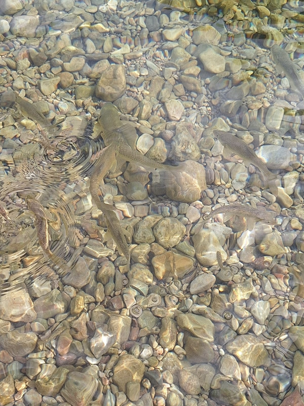 peixos.png